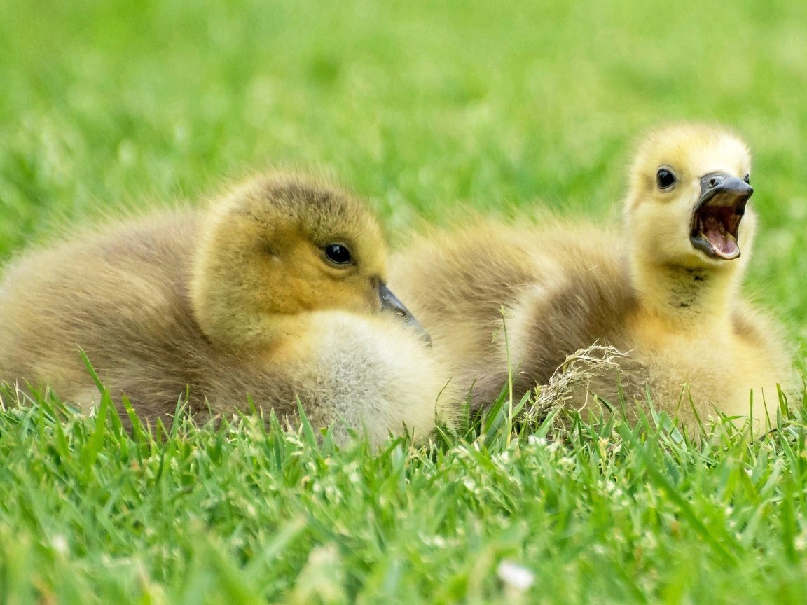 Обои трава, птицы, клюв, перья, птенцы, гуси, гусята, grass, birds, beak, feathers, chicks, geese, the goslings разрешение 2048x1310 Загрузить