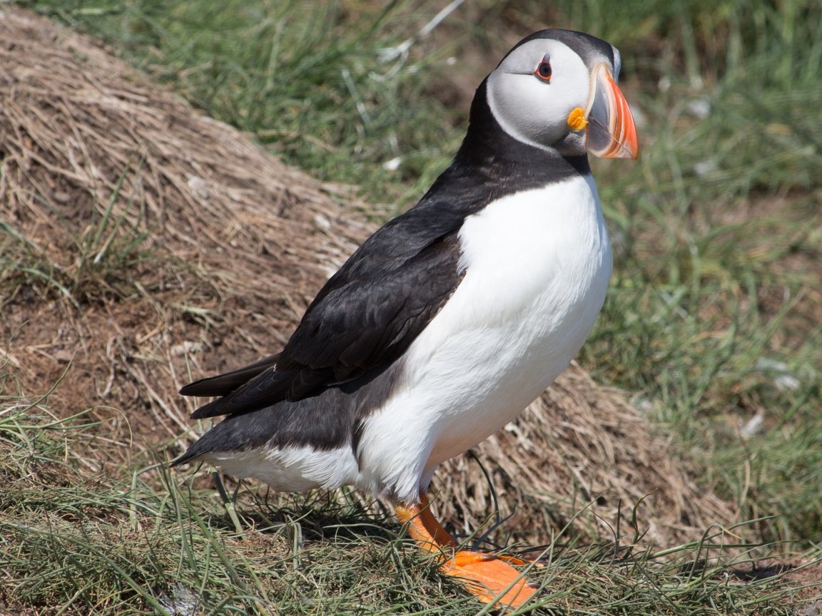 Обои трава, птица, клюв, перья, тупик, атлантический тупик, puffin, grass, bird, beak, feathers, stalled, atlantic puffin разрешение 3840x2160 Загрузить