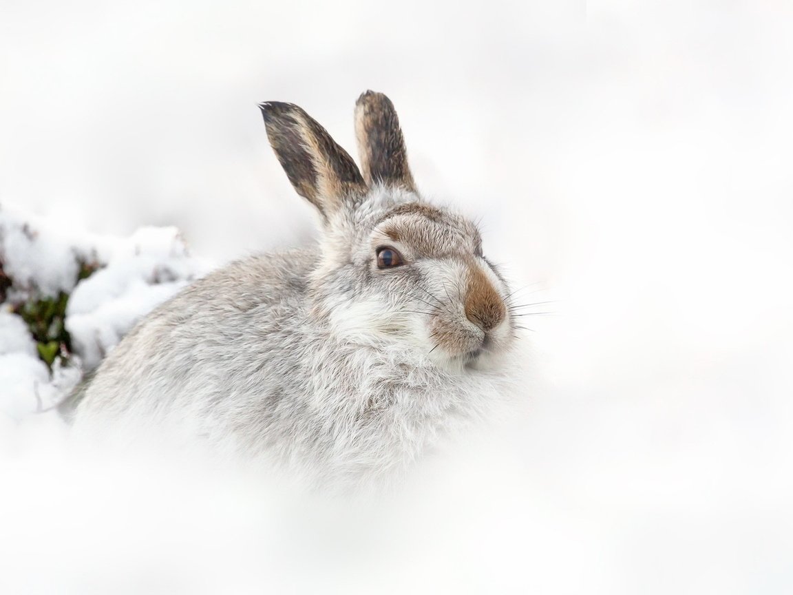 Обои снег, природа, зима, фон, заяц, snow, nature, winter, background, hare разрешение 1920x1200 Загрузить