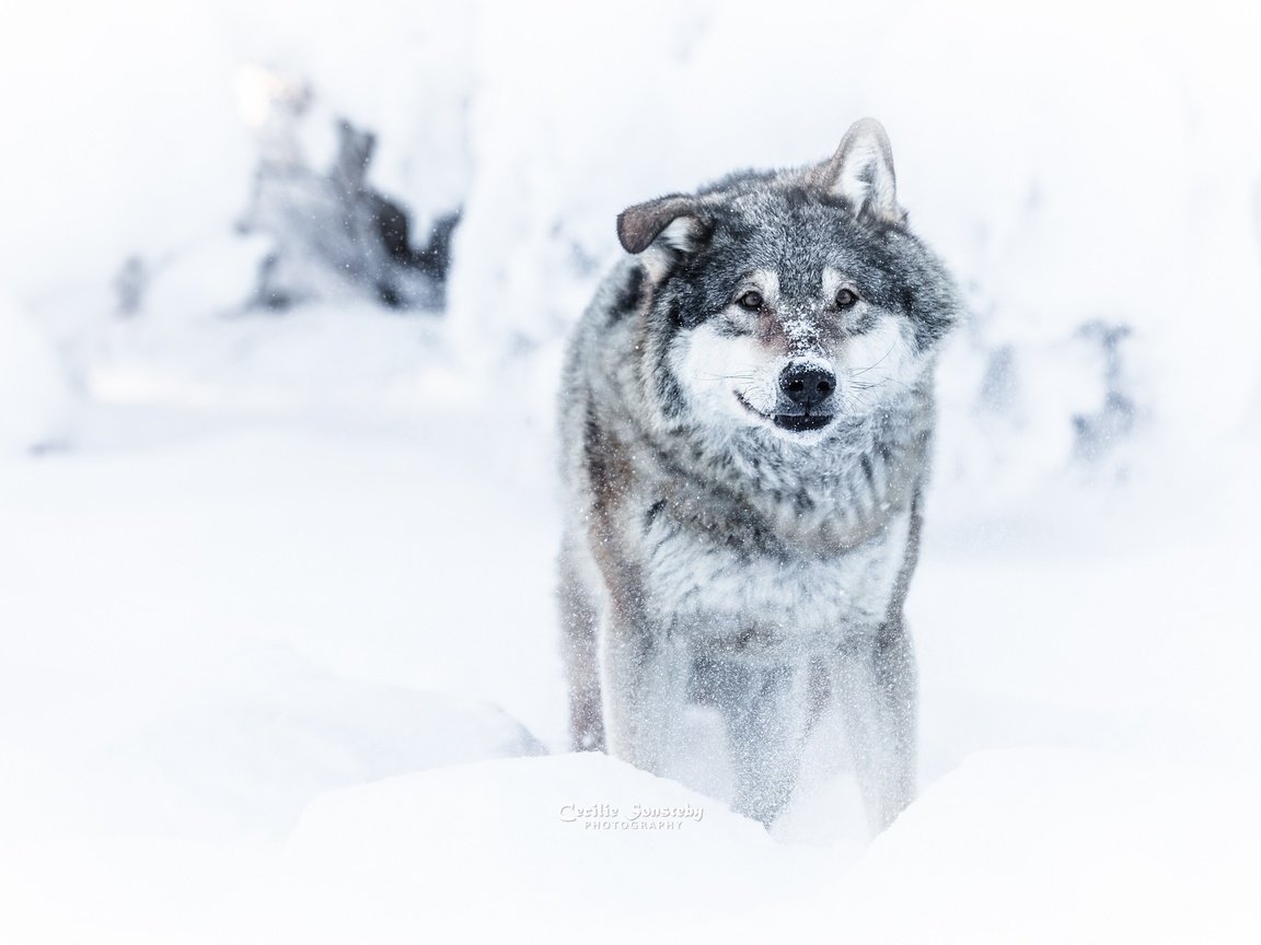 Обои морда, снег, зима, взгляд, хищник, волк, face, snow, winter, look, predator, wolf разрешение 2048x1365 Загрузить