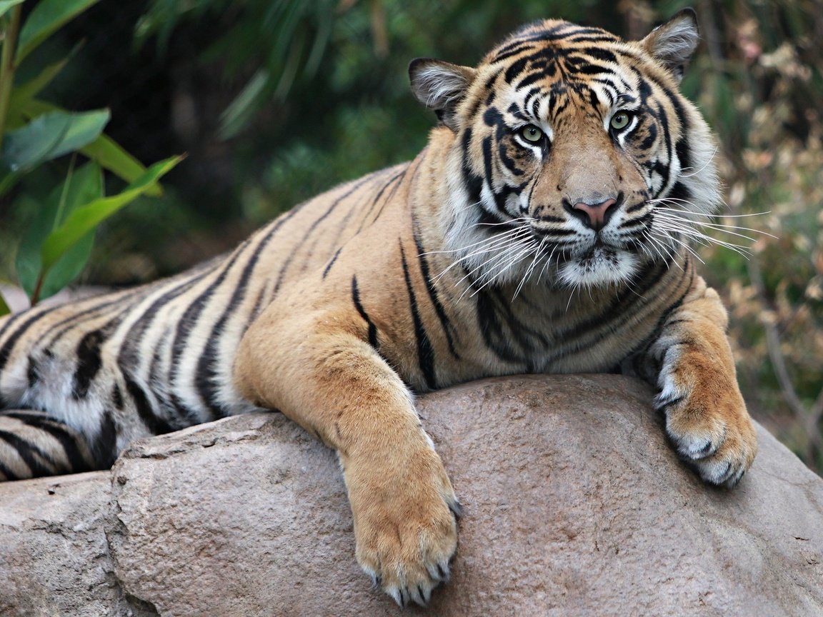 Обои тигр, животные, хищник, tiger, animals, predator разрешение 2048x1152 Загрузить