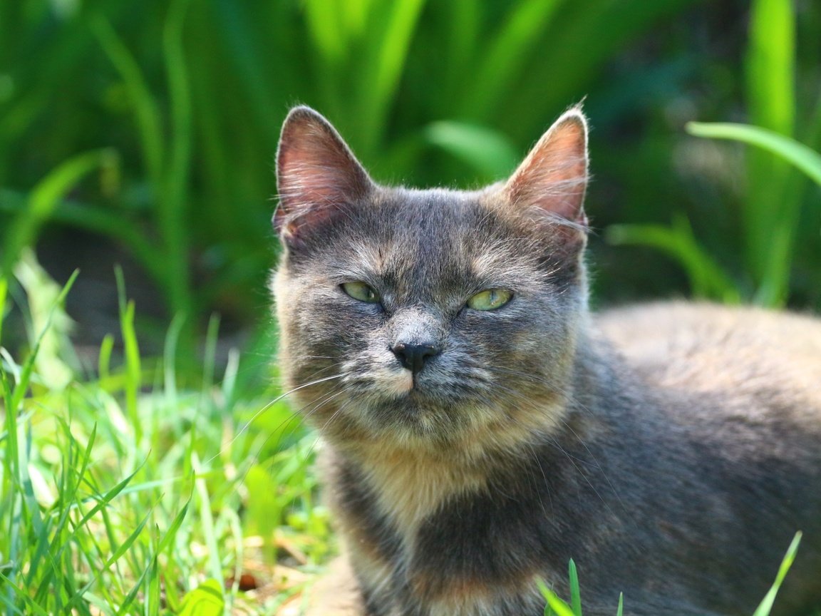 Обои трава, кот, мордочка, усы, кошка, взгляд, grass, cat, muzzle, mustache, look разрешение 1920x1280 Загрузить