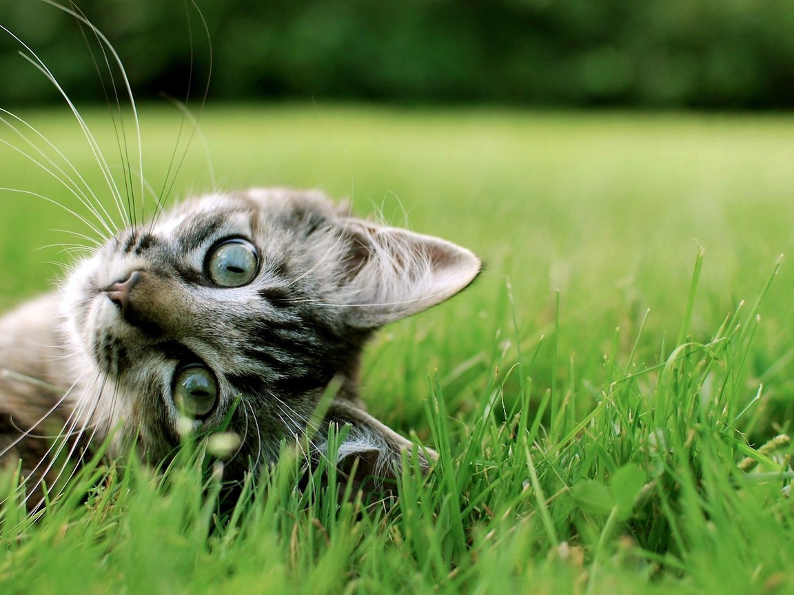 Обои трава, кот, мордочка, усы, кошка, взгляд, grass, cat, muzzle, mustache, look разрешение 2560x1600 Загрузить