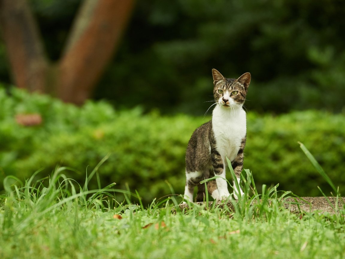 Обои трава, зелень, парк, кот, кусты, кошка, прогулка, grass, greens, park, cat, the bushes, walk разрешение 6016x3384 Загрузить