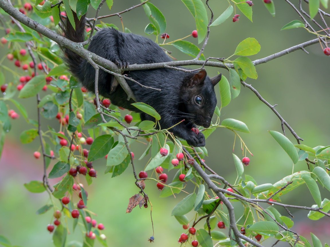 Обои ветки, ягоды, белка, зверек, белочка, ирга, черная белка, branches, berries, protein, animal, squirrel, saskatoon разрешение 4748x3805 Загрузить