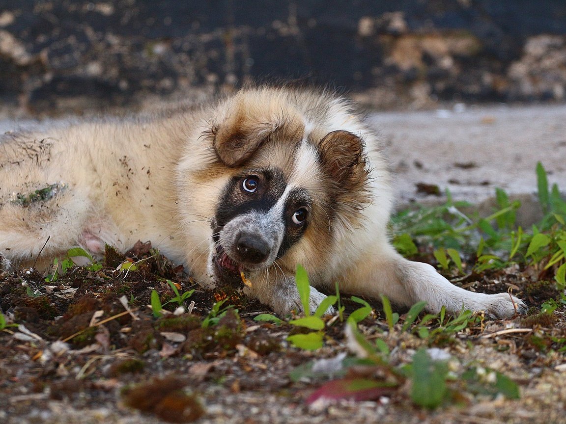 Обои трава, взгляд, собака, щенок, лайка, grass, look, dog, puppy, laika разрешение 1920x1280 Загрузить