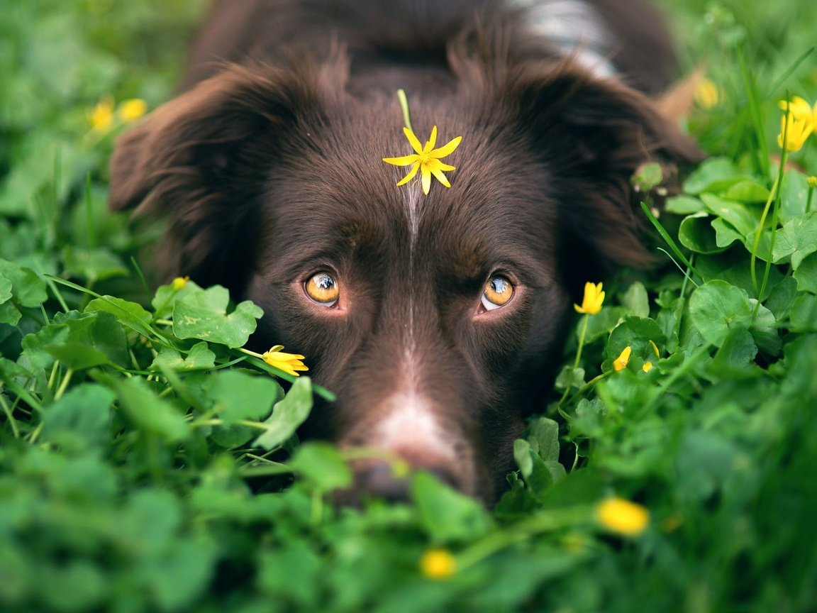 Обои глаза, iza łysoń, зелень, мордочка, взгляд, собака, камуфляж, цветочек, австралийская овчарка, eyes, greens, muzzle, look, dog, camouflage, flower, australian shepherd разрешение 2000x1335 Загрузить