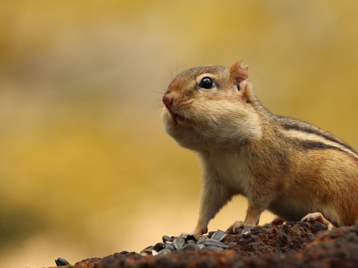 Обои животное, семечки, бурундук, грызун, щёки, animal, seeds, chipmunk, rodent, cheeks разрешение 4422x2486 Загрузить