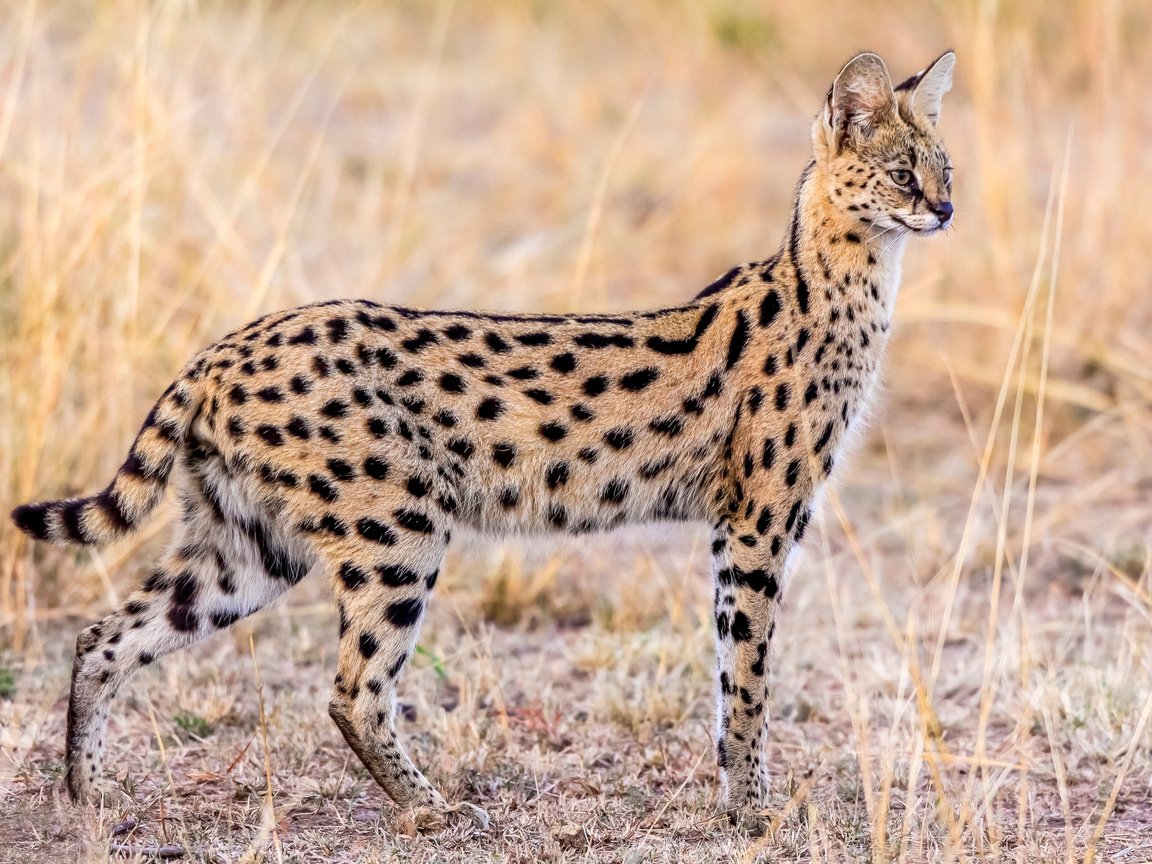 Обои животные, грация, сервал, animals, grace, serval разрешение 2500x1655 Загрузить
