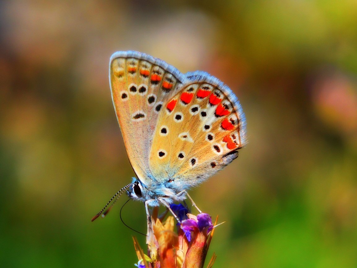 Обои природа, насекомое, бабочка, крылья, боке, nature, insect, butterfly, wings, bokeh разрешение 3000x1797 Загрузить