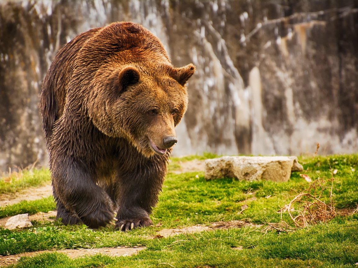 Обои морда, трава, лапы, медведь, мокрый, бурый медведь, face, grass, paws, bear, wet, brown bear разрешение 2560x1707 Загрузить