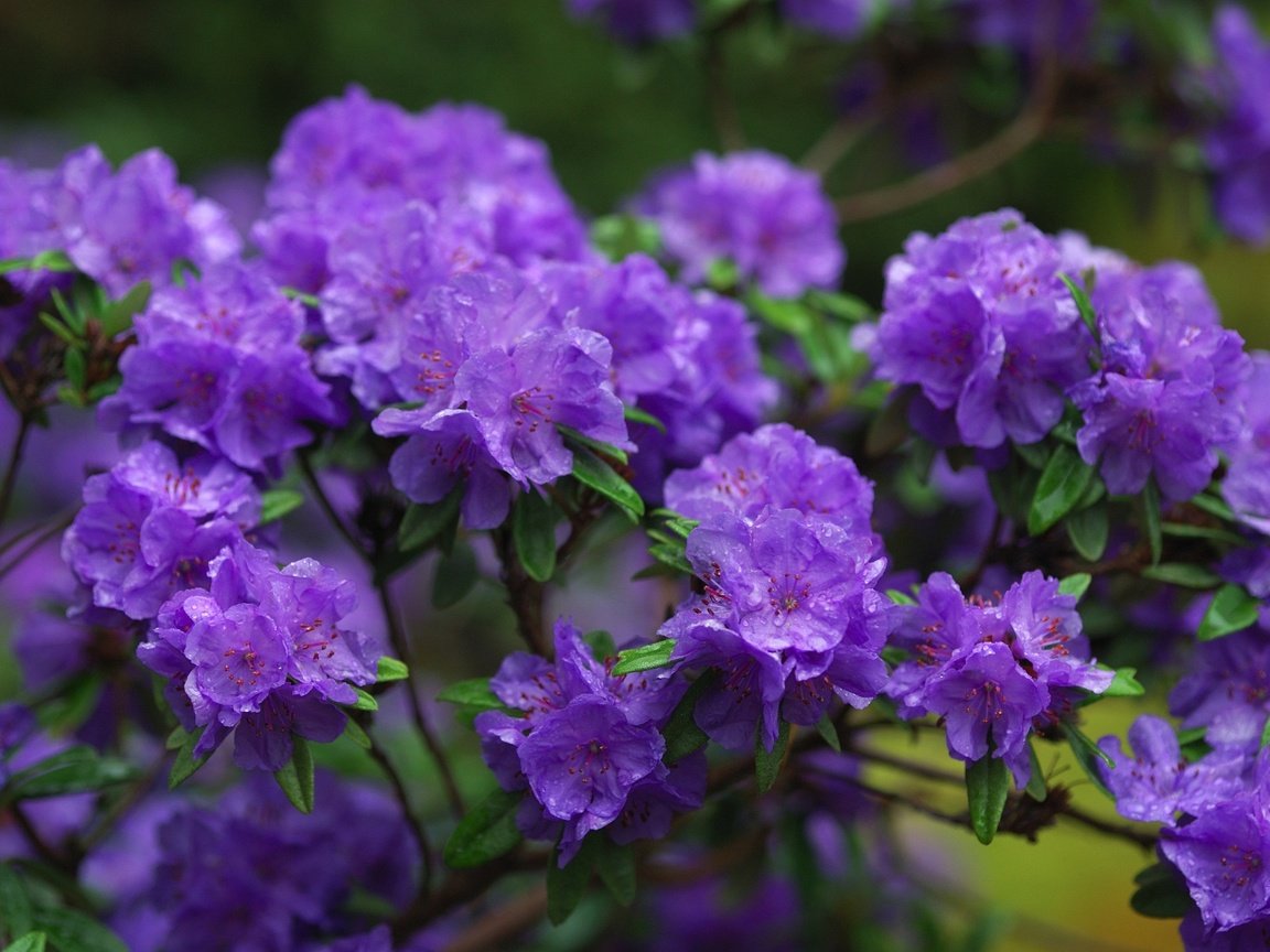 Обои цветы, ветки, фиолетовый, азалии, азалия, рододендроны, flowers, branches, purple, azaleas, azalea, rhododendrons разрешение 3100x2075 Загрузить