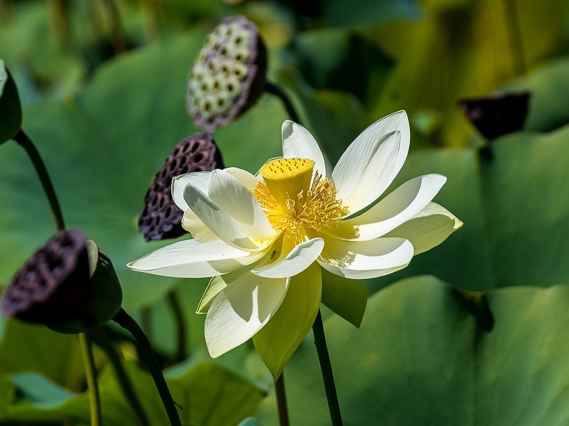 Обои листья, цветок, лепестки, лотос, стебли, крупный план, боке, leaves, flower, petals, lotus, stems, close-up, bokeh разрешение 2048x1187 Загрузить