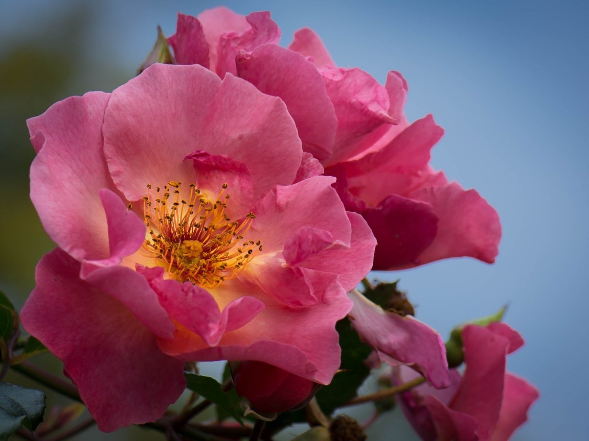 Обои цветы, макро, фон, розы, лепестки, куст, flowers, macro, background, roses, petals, bush разрешение 3000x2086 Загрузить