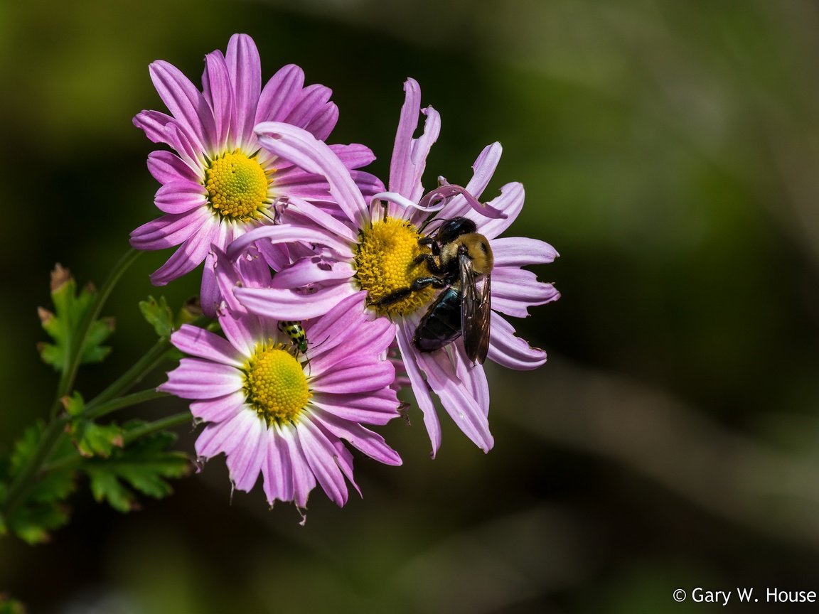 Обои цветы, насекомое, лепестки, пчела, хризантемы, flowers, insect, petals, bee, chrysanthemum разрешение 2048x1495 Загрузить