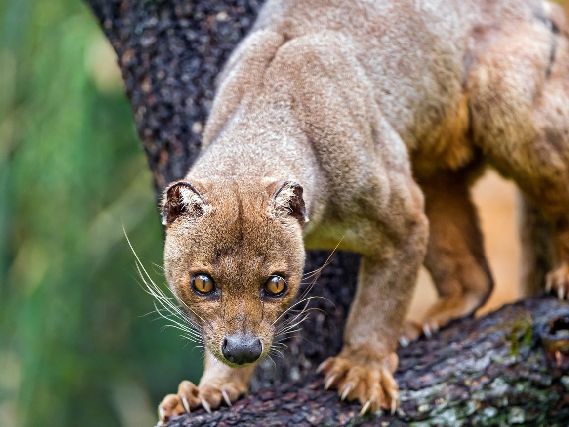 Обои морда, дерево, животные, лапы, когти, зоопарк, фосса, face, tree, animals, paws, claws, zoo, fossa разрешение 4496x2529 Загрузить