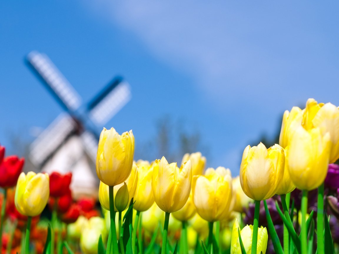 Обои небо, поле, мельница, тюльпаны, нидерланды, голландия, the sky, field, mill, tulips, netherlands, holland разрешение 1920x1200 Загрузить