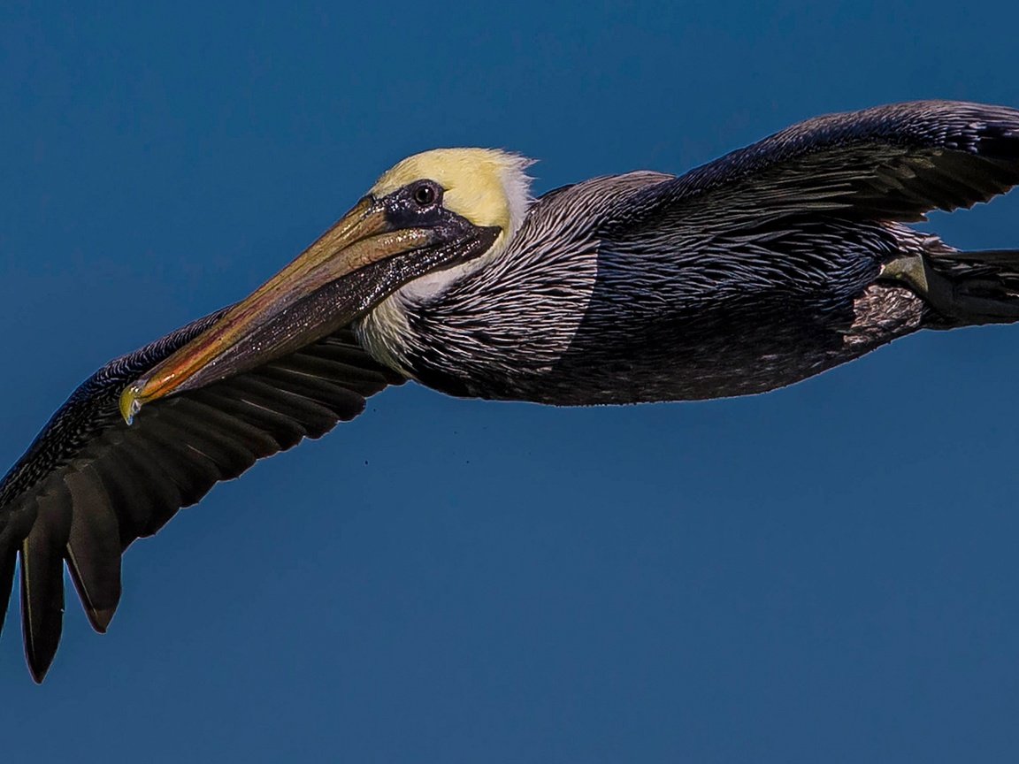 Обои небо, полет, крылья, птица, клюв, пеликан, the sky, flight, wings, bird, beak, pelican разрешение 2048x1152 Загрузить