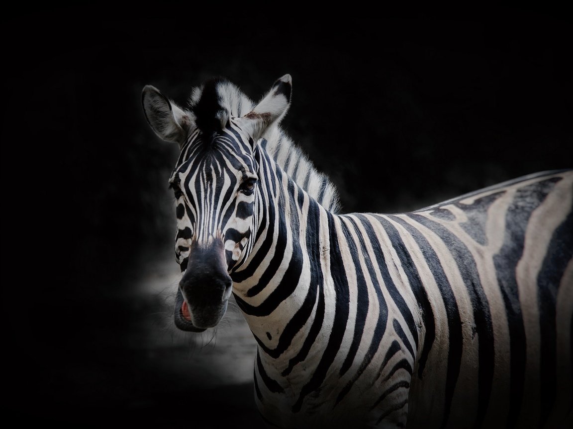Обои морда, природа, зебра, фон, взгляд, face, nature, zebra, background, look разрешение 2048x1257 Загрузить