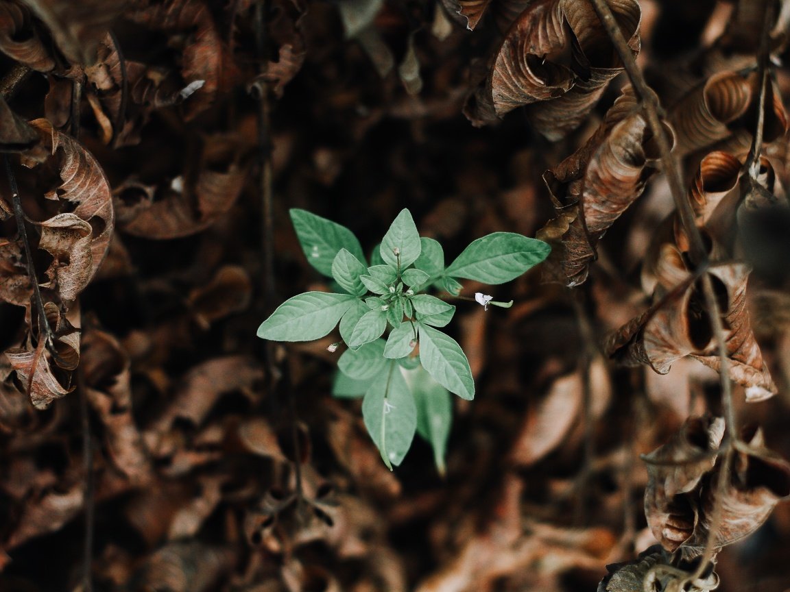 Обои природа, зелень, листья, макро, зеленые, сухие, nature, greens, leaves, macro, green, dry разрешение 5184x3456 Загрузить