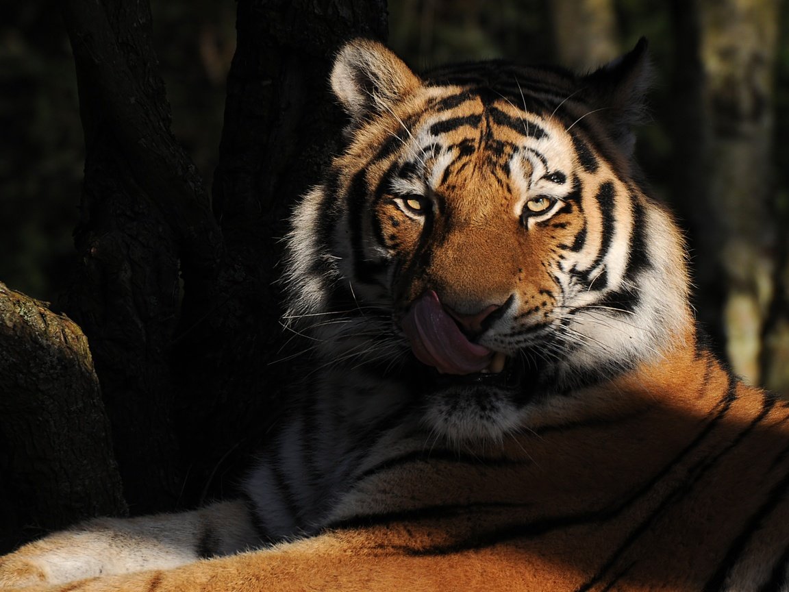 Обои тигр, морда, взгляд, хищник, язык, дикая кошка, tiger, face, look, predator, language, wild cat разрешение 3791x2336 Загрузить