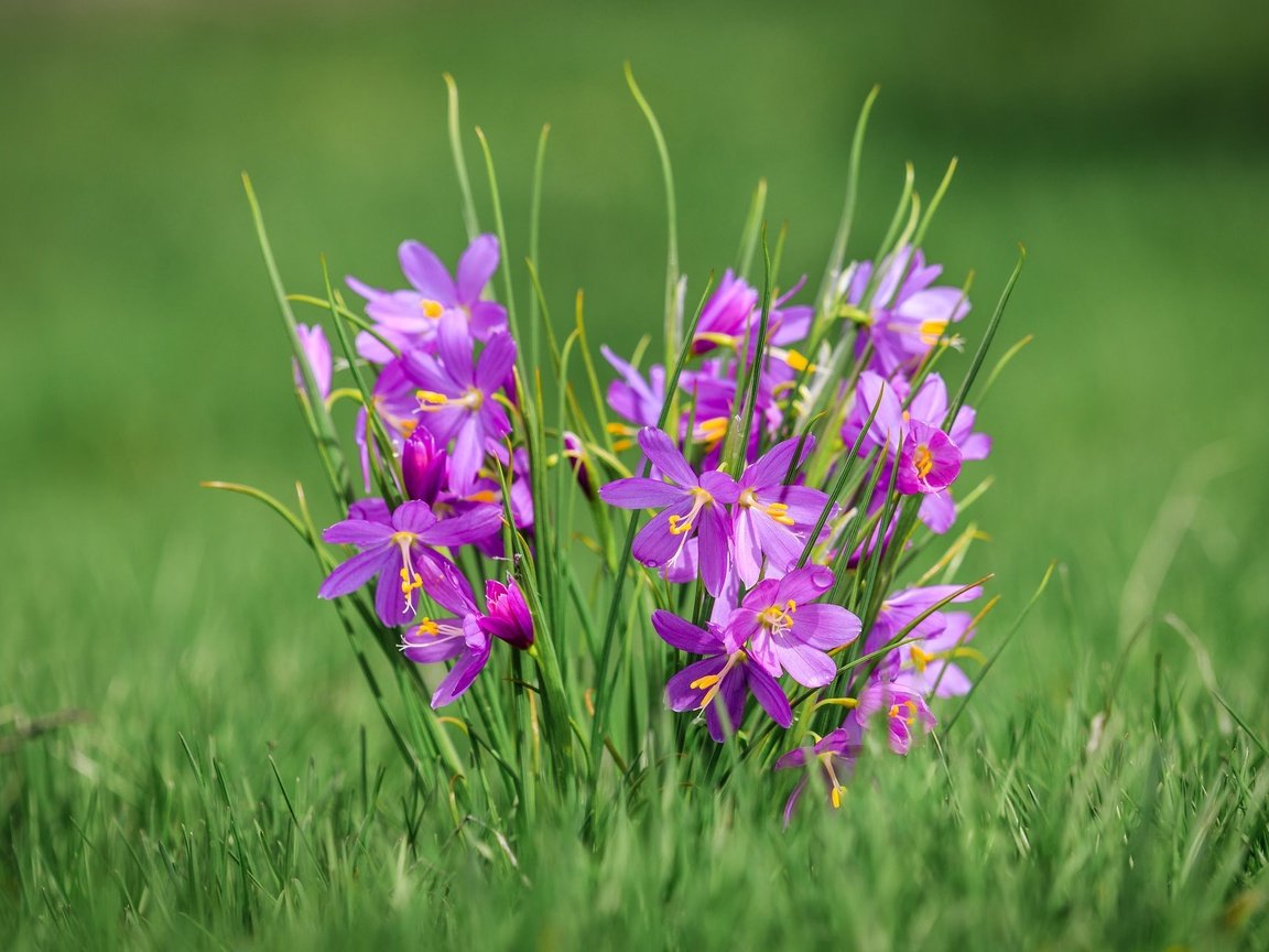 Обои цветы, трава, макро, боке, олсиниум, олсиниум дугласа, flowers, grass, macro, bokeh, olcinium, olcinium douglas разрешение 2048x1281 Загрузить