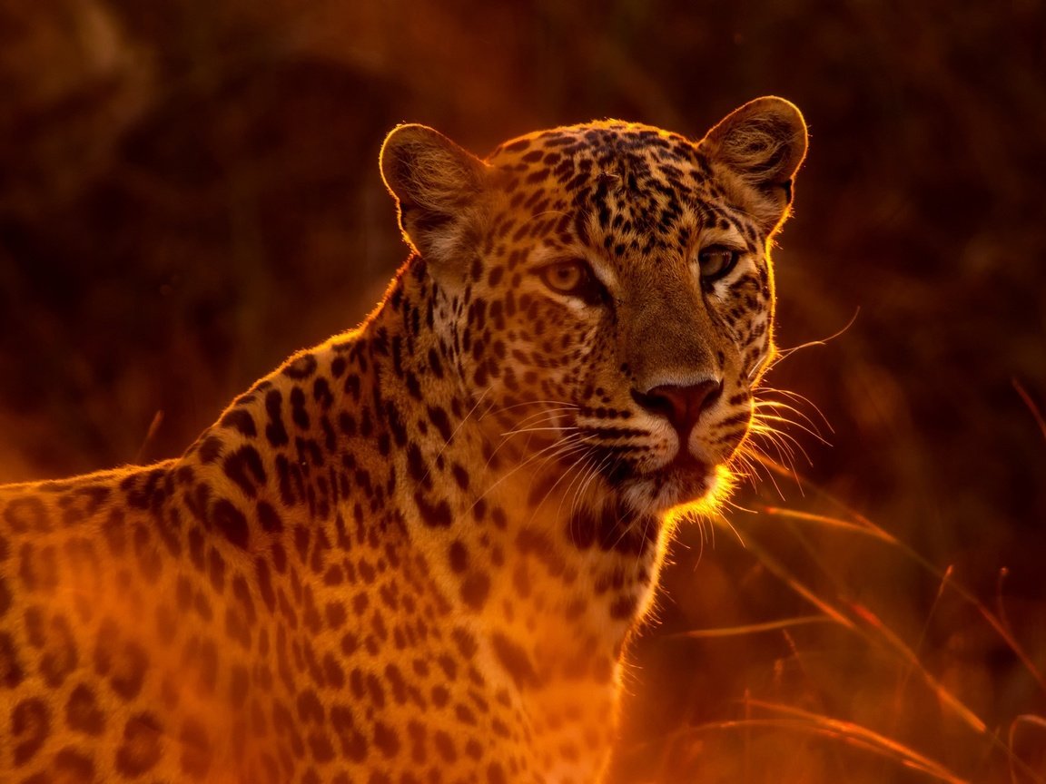 Обои морда, взгляд, леопард, хищник, дикая кошка, face, look, leopard, predator, wild cat разрешение 2000x1334 Загрузить