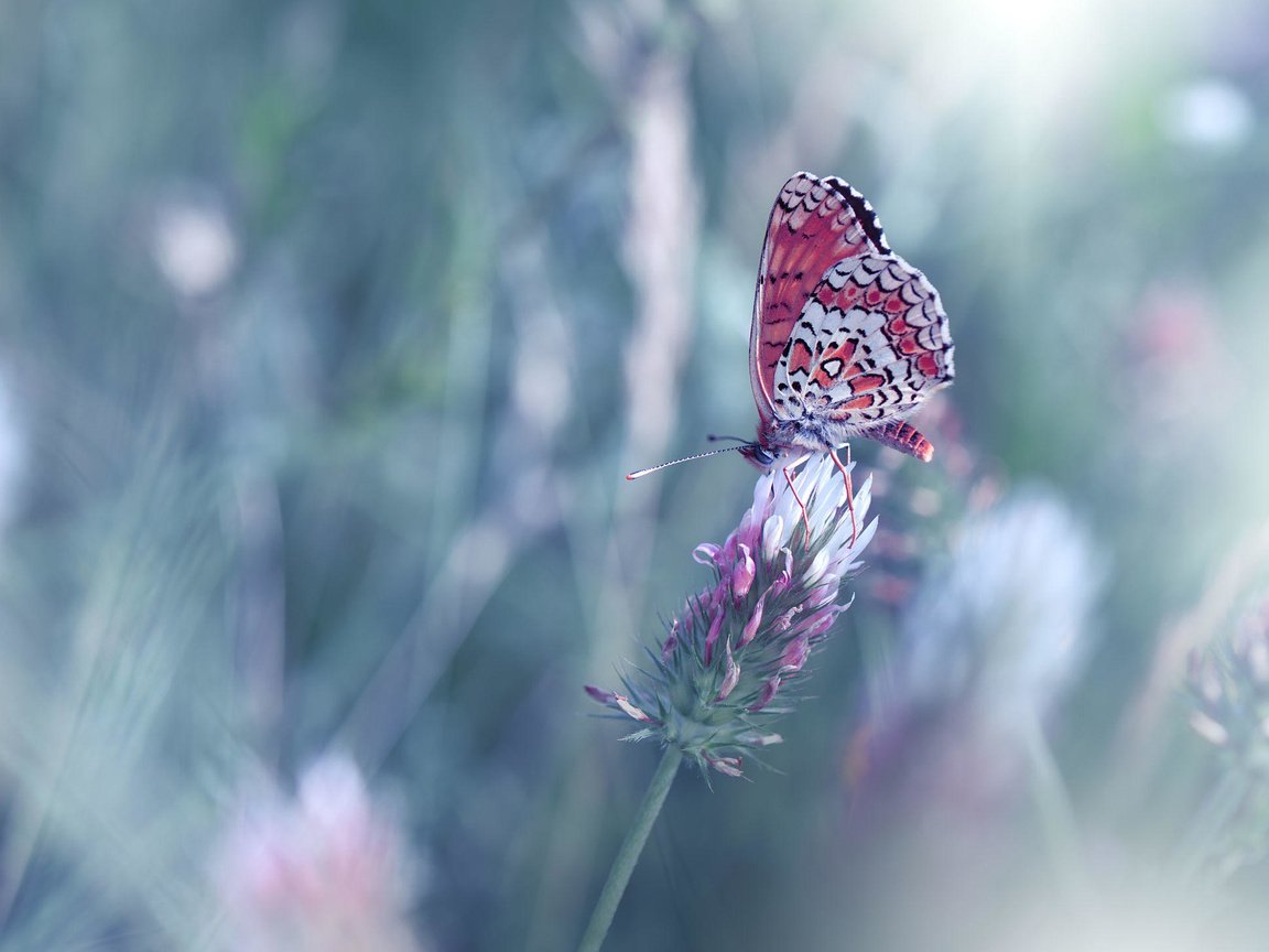 Обои цветы, насекомое, бабочка, крылья, размытость, juliana nan, flowers, insect, butterfly, wings, blur разрешение 2000x1448 Загрузить