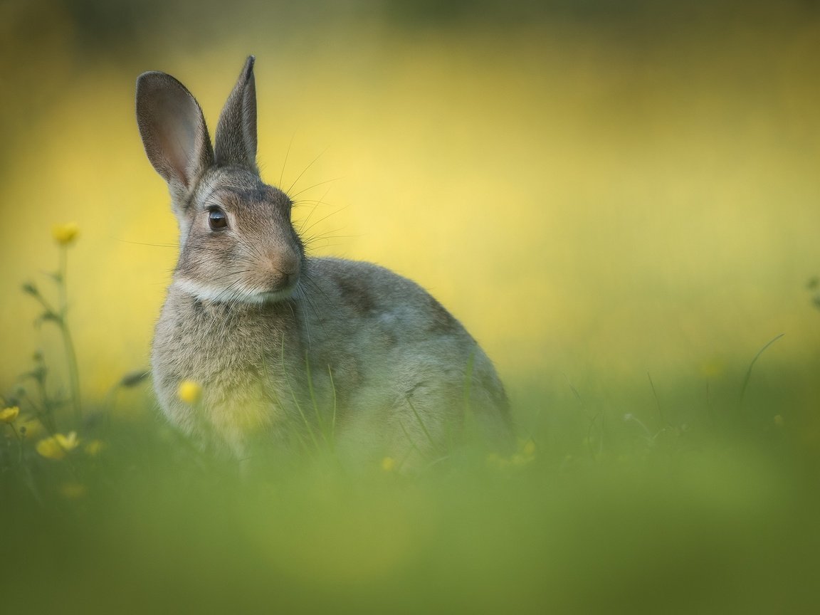 Обои цветы, трава, фон, ушки, кролик, flowers, grass, background, ears, rabbit разрешение 2000x1333 Загрузить