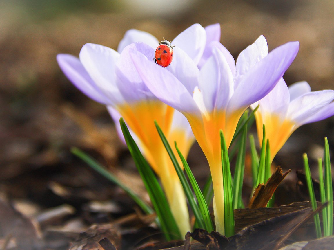 Обои цветы, насекомое, божья коровка, весна, крокусы, flowers, insect, ladybug, spring, crocuses разрешение 1920x1200 Загрузить