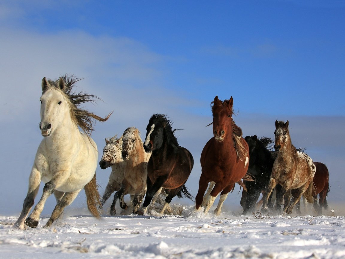 Обои небо, снег, природа, животные, лошади, кони, грива, бег, the sky, snow, nature, animals, horse, horses, mane, running разрешение 2048x1463 Загрузить