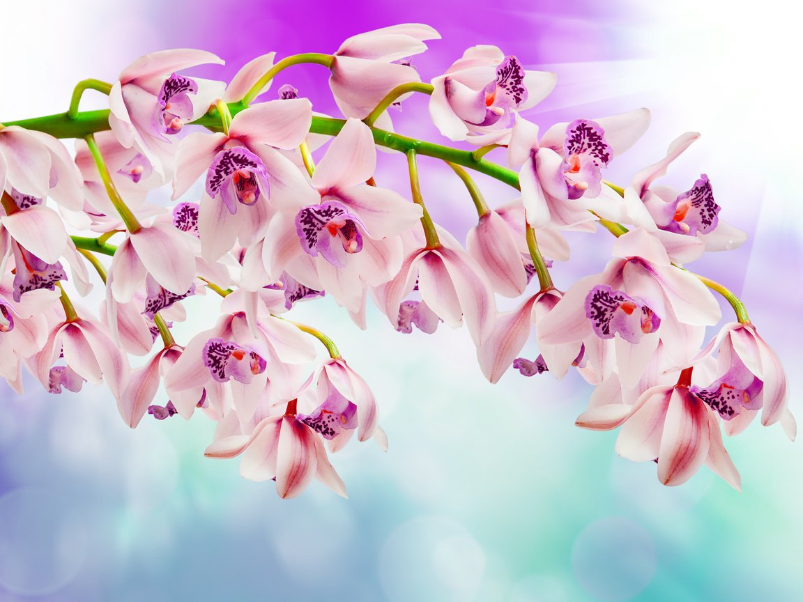 Обои цветы, ветка, блики, размытость, орхидеи, flowers, branch, glare, blur, orchids разрешение 3872x2592 Загрузить