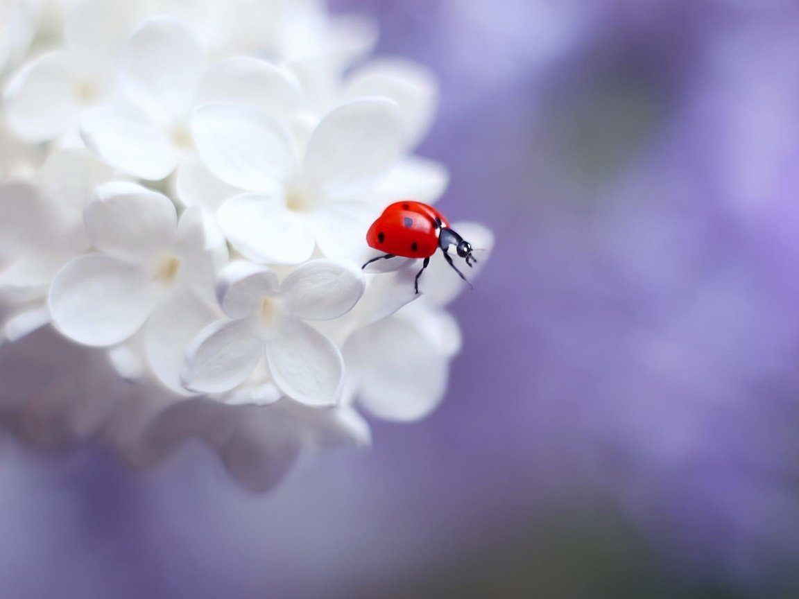 Обои цветение, насекомое, божья коровка, весна, сирень, elena andreeva, flowering, insect, ladybug, spring, lilac разрешение 2000x1333 Загрузить