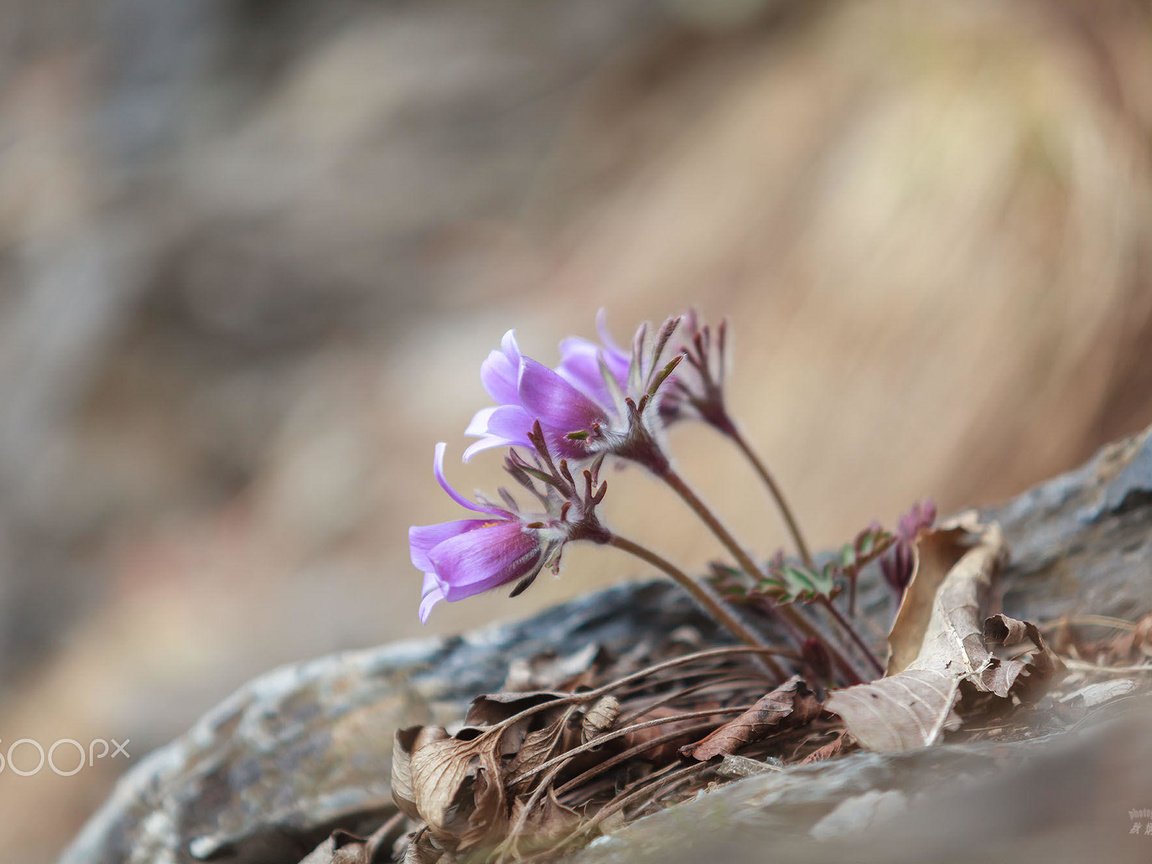 Обои цветы, весна, анемоны, сон-трава, прострел, chu byung ook, flowers, spring, anemones, sleep-grass, cross разрешение 2000x1334 Загрузить