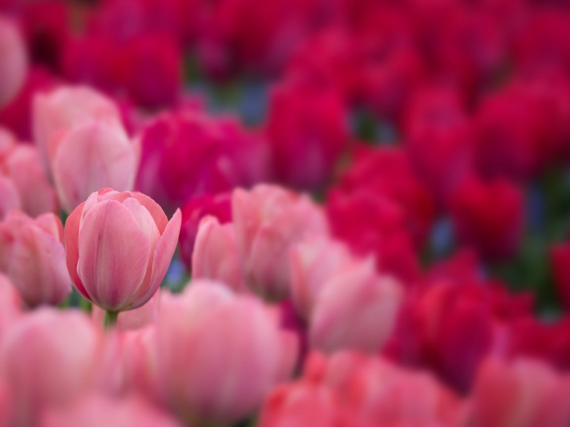 Обои цветы, бутоны, лепестки, размытость, весна, тюльпаны, flowers, buds, petals, blur, spring, tulips разрешение 7047x4443 Загрузить