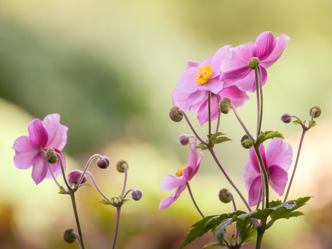 Обои цветок, лепестки, розовый, боке, японский анемон, анемон, flower, petals, pink, bokeh, japanese anemone, anemone разрешение 2400x1600 Загрузить