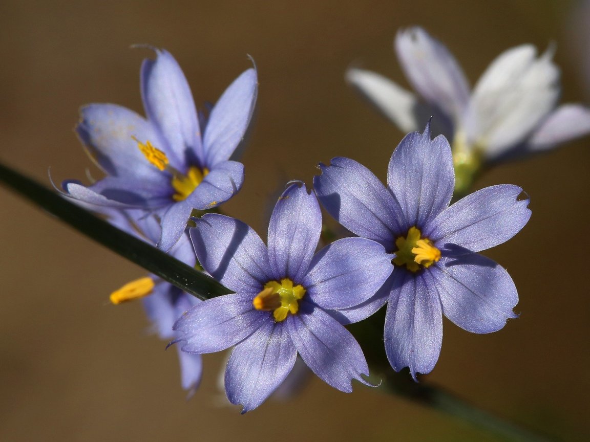 Обои цветы, макро, фон, размытость, сиреневые, голубоглазка, flowers, macro, background, blur, lilac, blue eyes разрешение 2048x1365 Загрузить