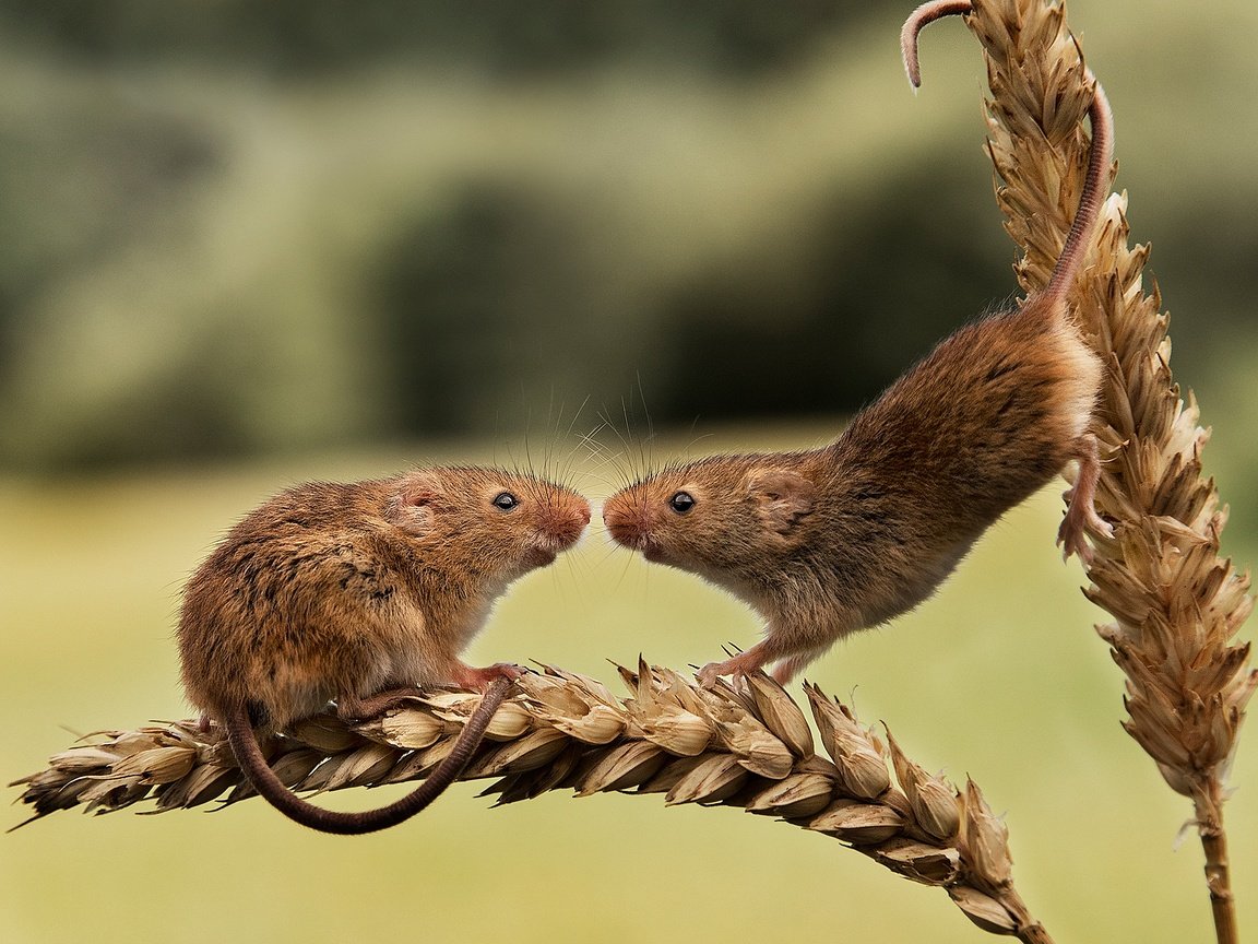 Обои колосья, пара, грызуны, мышки, harvest mouse, мышь-малютка, ears, pair, rodents, mouse, the mouse is tiny разрешение 2000x1641 Загрузить