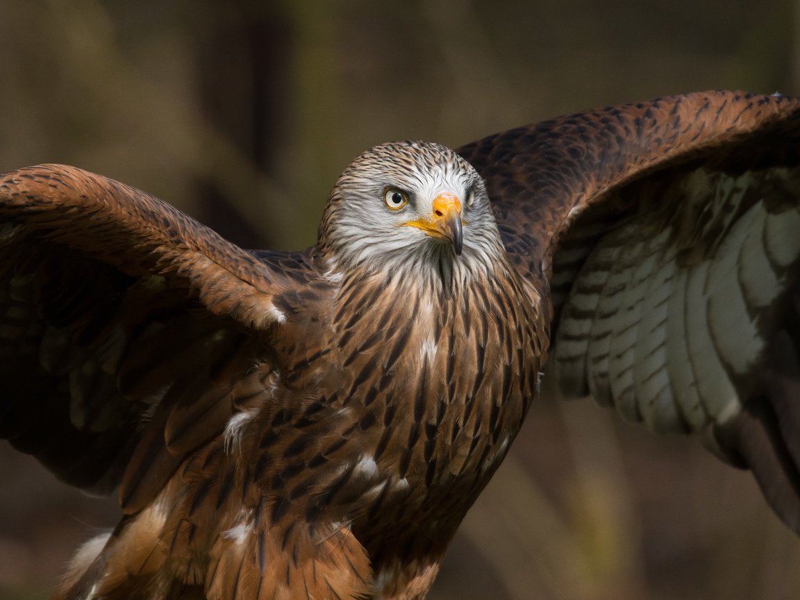 Обои крылья, хищник, птица, клюв, перья, коршун, milvus, wings, predator, bird, beak, feathers, kite разрешение 3580x2000 Загрузить