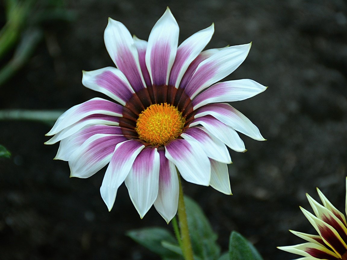 Обои макро, цветок, лепестки, газания, macro, flower, petals, gazania разрешение 6000x4000 Загрузить