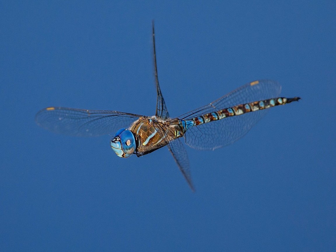 Обои насекомое, фон, крылья, стрекоза, insect, background, wings, dragonfly разрешение 2048x1365 Загрузить