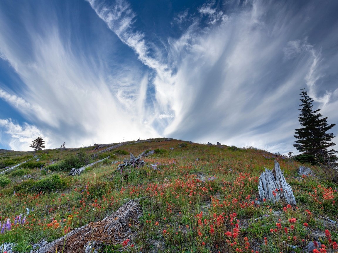 Обои небо, цветы, облака, гора, холм, полевые цветы, люпины, p matthews, the sky, flowers, clouds, mountain, hill, wildflowers, lupins разрешение 2048x1365 Загрузить