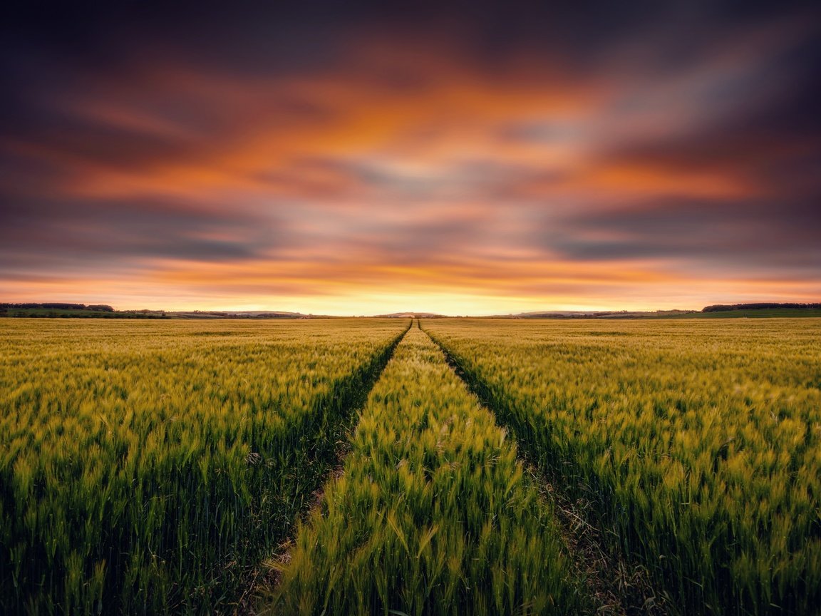 Обои небо, закат, поле, горизонт, колосья, пшеница, the sky, sunset, field, horizon, ears, wheat разрешение 4928x3264 Загрузить