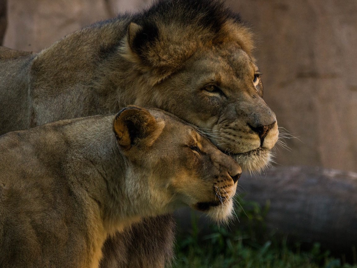 Обои пара, львы, нежность, дикие кошки, лев, львица, pair, lions, tenderness, wild cats, leo, lioness разрешение 5472x3396 Загрузить