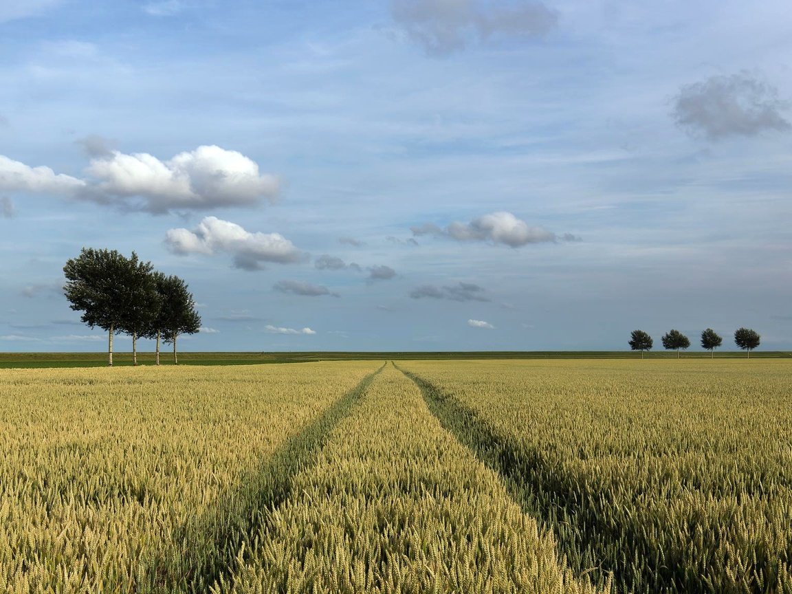 Обои небо, облака, деревья, поле, горизонт, лето, колосья, the sky, clouds, trees, field, horizon, summer, ears разрешение 2048x1152 Загрузить