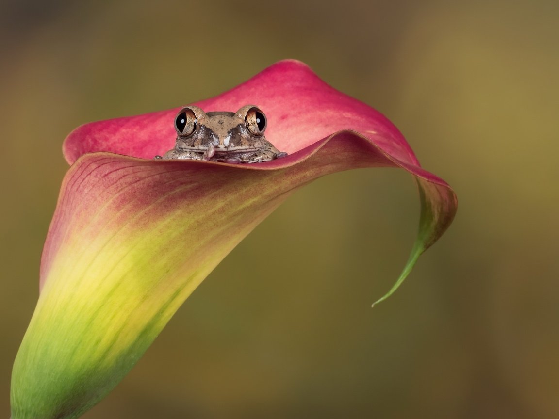 Обои природа, цветок, лягушка, амфибия, nature, flower, frog, amphibian разрешение 2560x1857 Загрузить