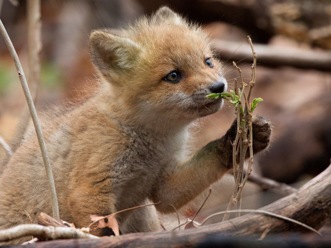 Обои природа, лес, ветки, лиса, лисица, лисенок, nature, forest, branches, fox разрешение 6000x4000 Загрузить