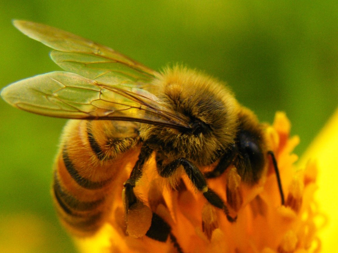 Обои природа, насекомое, цветок, крылья, пчела, nature, insect, flower, wings, bee разрешение 2220x1351 Загрузить