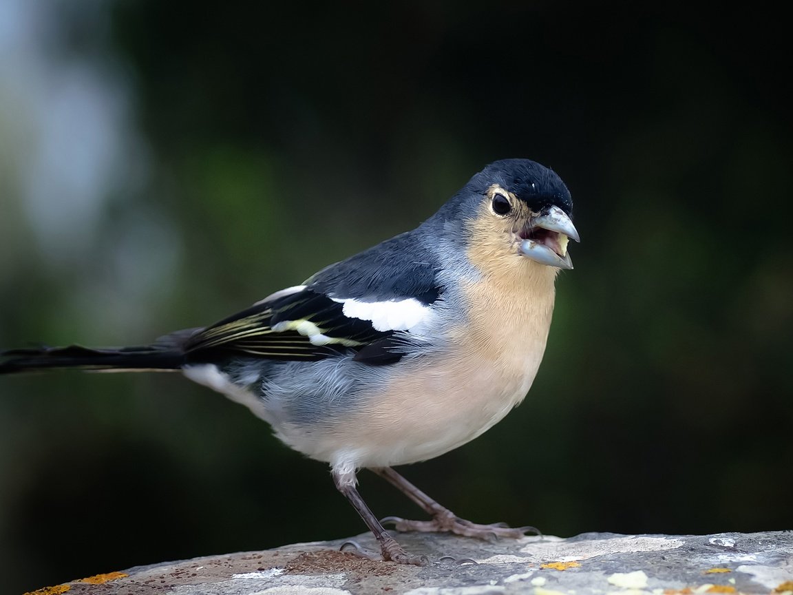 Обои птица, клюв, хвост, зяблик, голубой зяблик, bird, beak, tail, chaffinch, blue chaffinch разрешение 2800x1777 Загрузить