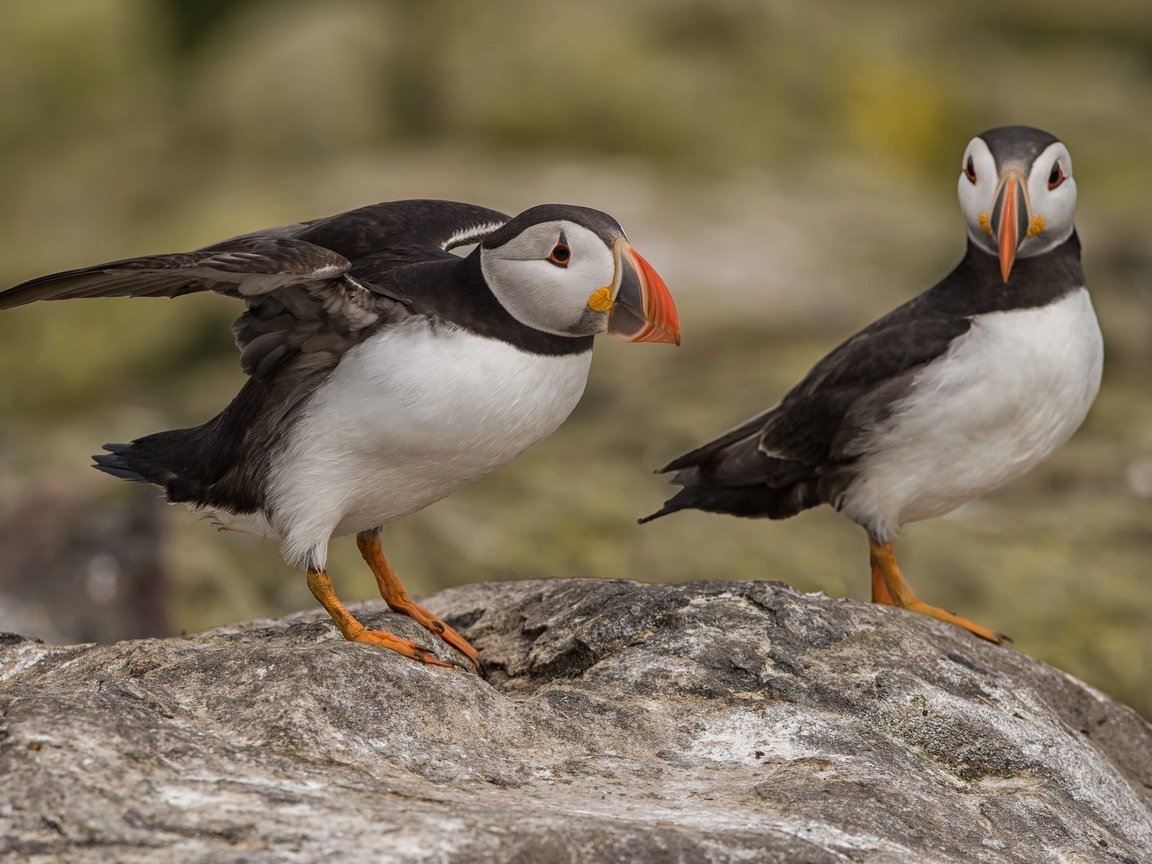 Обои птица, клюв, пара, тупик, puffin, bird, beak, pair, stalled разрешение 2048x1350 Загрузить